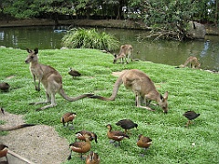 106 Port Douglas Wildlife Habitat